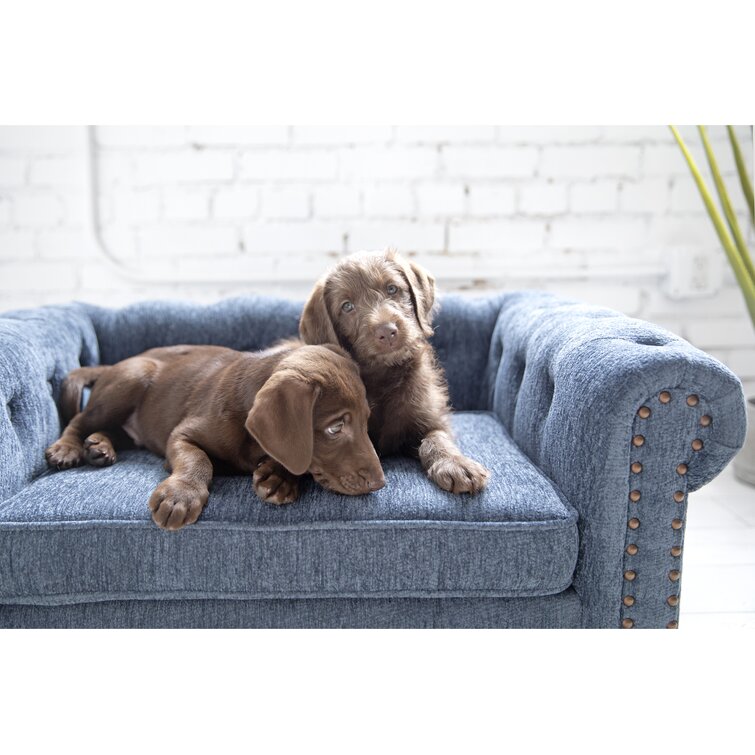 Boy on sale dog beds